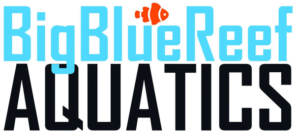 Big Blue Reef Aquatics