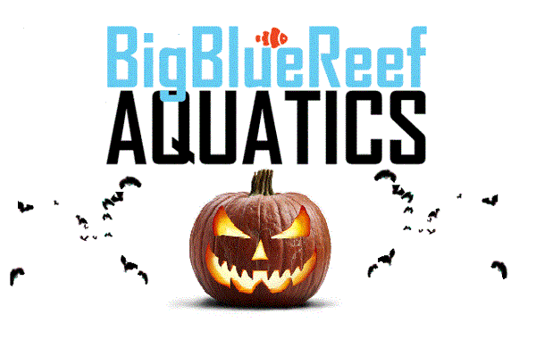 Big Blue Reef Aquatics