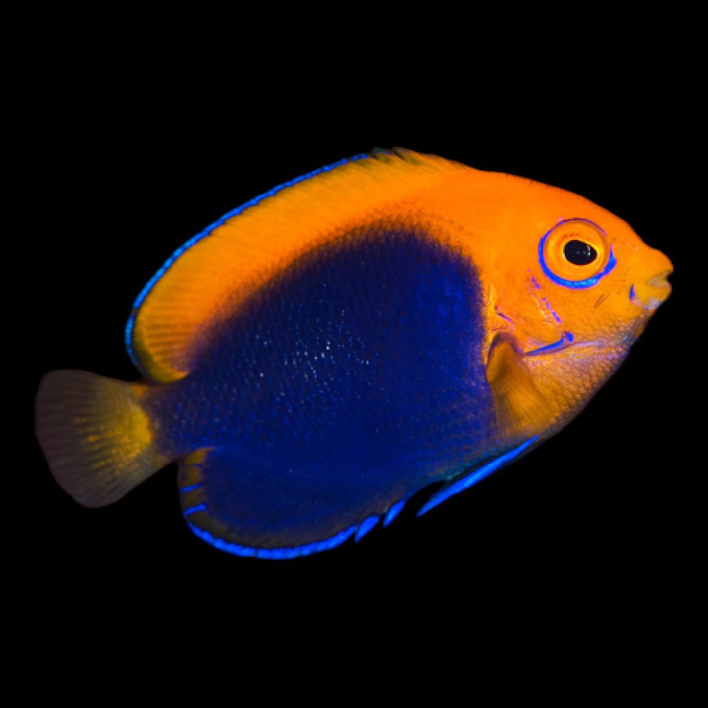 A vibrant African Pygmy Flameback Angel Fish with a deep blue body and a bright orange-yellow back, swimming gracefully against a dark background.