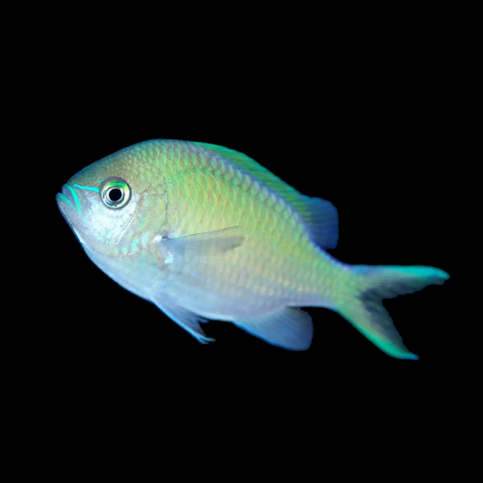 "Blue/Green Chromis - Stunning Schooling Fish for Reef Tanks"