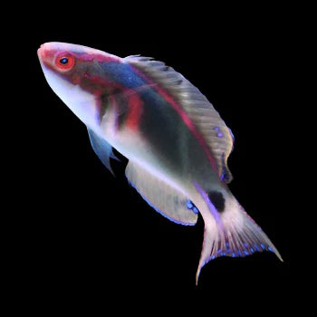 
An African Exquisite Fairy Wrasse with vibrant, iridescent colors swims gracefully against a solid black background. 