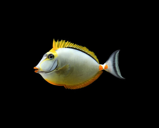 "Blonde Naso Tang (Medium) - Elegant Marine Fish for Reef Aquariums"