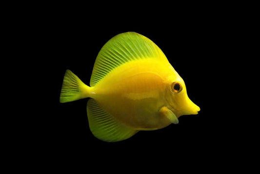 "BIOTA Yellow Tang (Medium) - Colorful Marine Fish for Your Reef Tank"