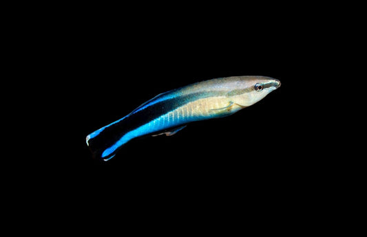 Blue Streak Cleaner Wrasse - Vibrant Fish for Reef Tank Cleaning