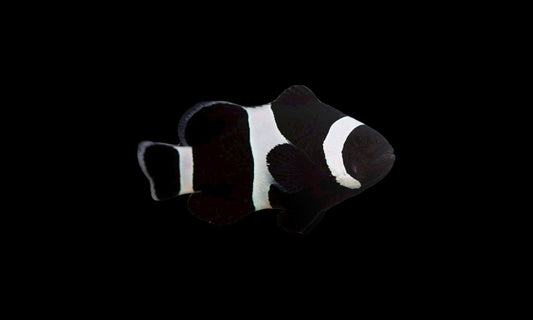 "Black Darwin Clown (Small) - Adorable Black and White Reef Fish"