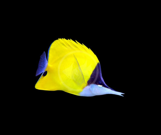 
"Buttefly Yellow Longnose - Striking Reef Fish with Unique Features"