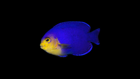 
"Cherub Dwarf Pygmy Angel - Colorful Reef Fish for Small Aquariums"