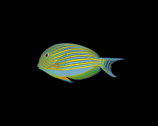 "Clown Tang (Medium) - Bold and Vibrant Fish for Reef Tanks"