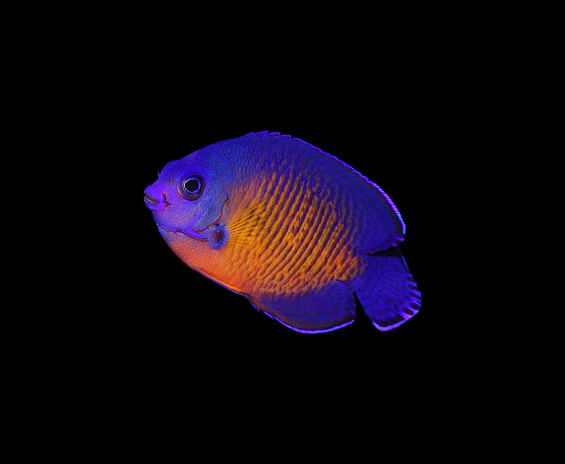 
"Coral Beauty Angelfish (Small) - Stunning Reef Fish for Vibrant Aquariums"