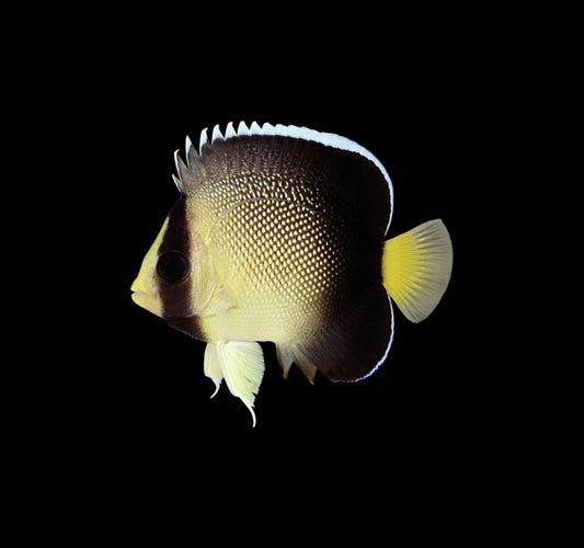 "Cream Angelfish Small (Captive Bred) - Unique and Hardy Reef Fish"