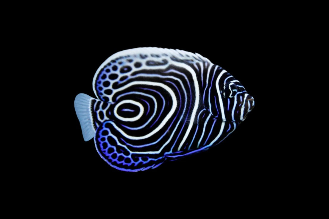 "Emperor Angel (Small) - Striking Reef Fish with Beautiful Coloration"