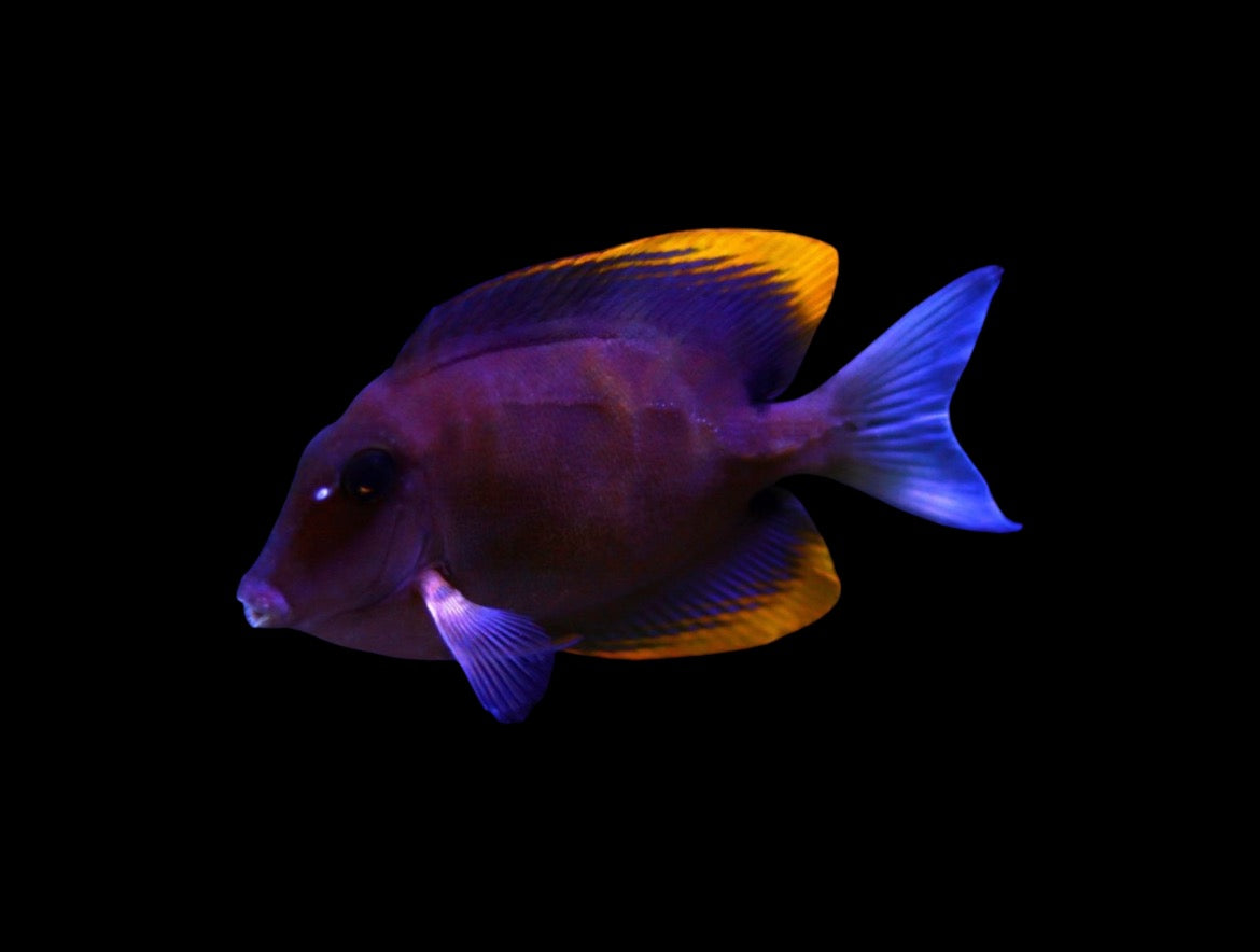 
"Flame Fin Tomini Tang (Small) - Colorful and Hardy Fish for Reef Aquariums"