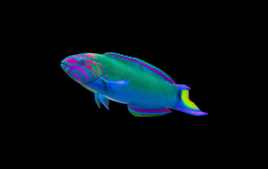 "Lunar Wrasse (M/L) - Colorful and Hardy Reef Fish for Aquariums"