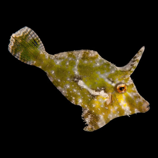 "Aiptasia Eating Filefish - Natural Pest Control for Reef Tanks"