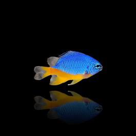 "Azure Damsel - Vibrant Blue Reef Fish"