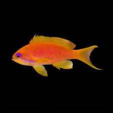 
"Lyretail Anthias (Female) - Vibrant Reef Fish for Community Aquariums"