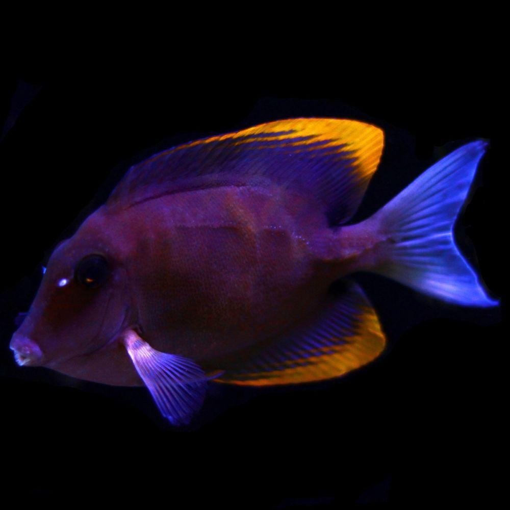 "Flame Fin Tomini Tang (Medium) - Vibrant Reef Fish with Unique Colors"